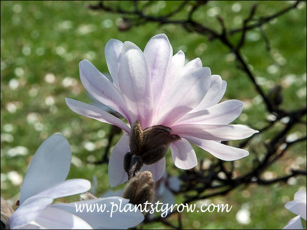 The pink blush of the tepals early in the bloom period.